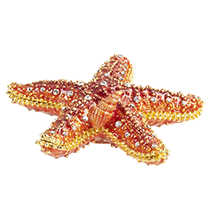 Red Starfish